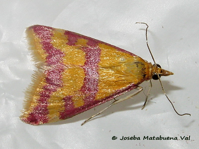 Pyrausta sanguinalis - Crambidae